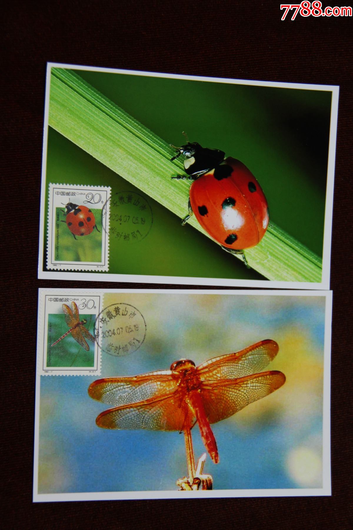 制作昆虫明信片图片