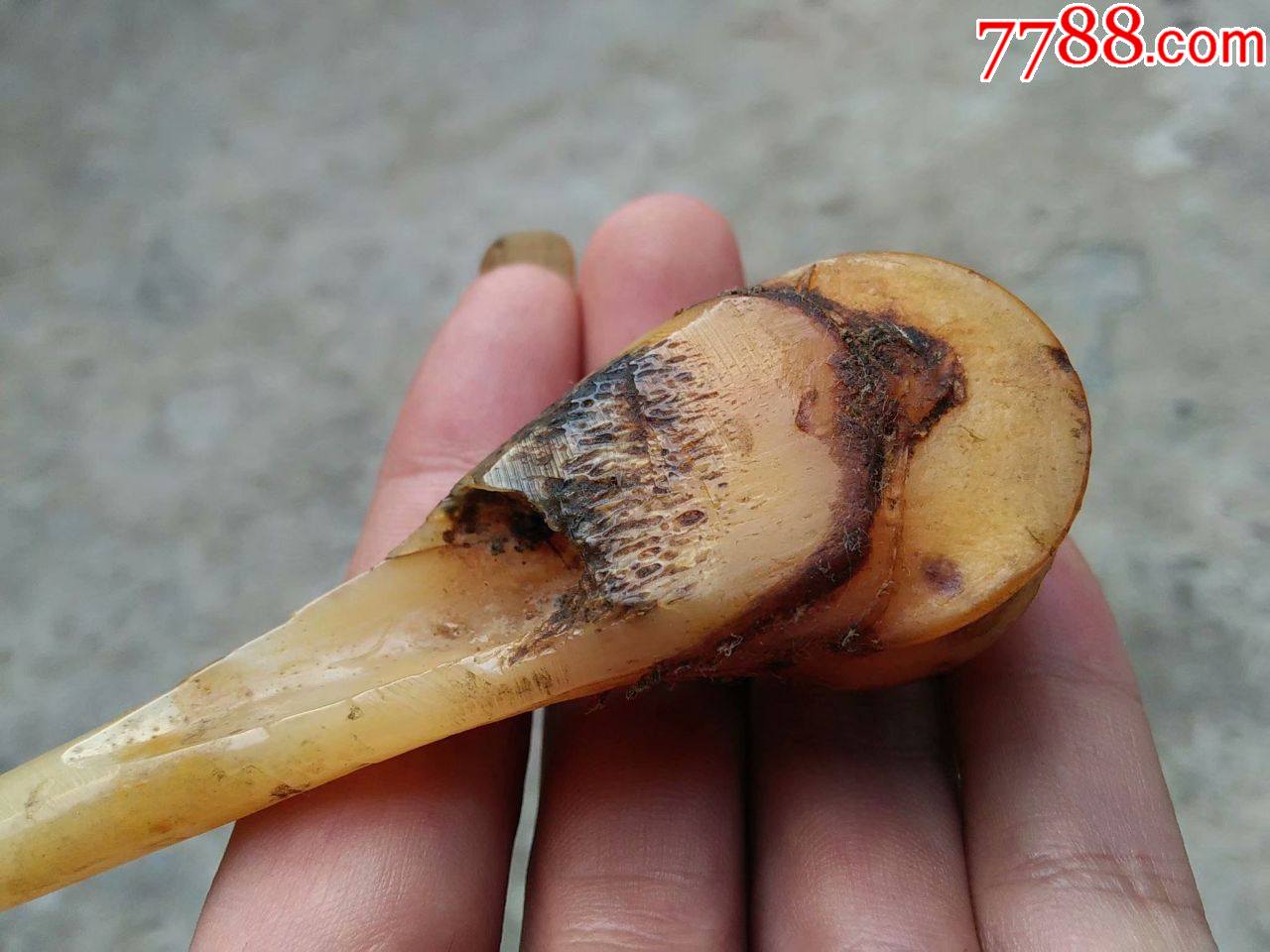 老骨锥味大保真包老喜欢懂货的来