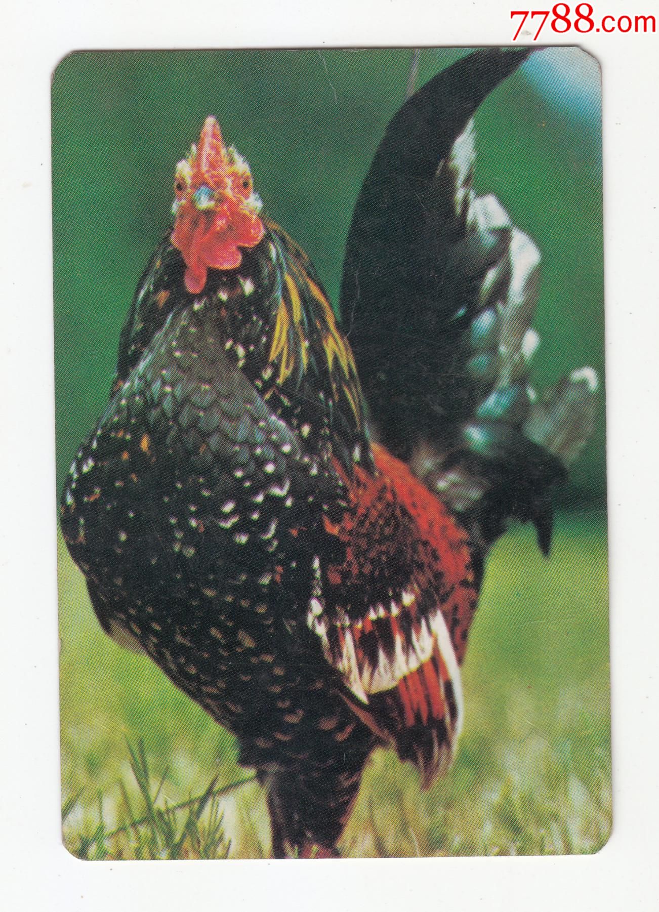 1981年香港华侨商业银行年历片--一只大公鸡