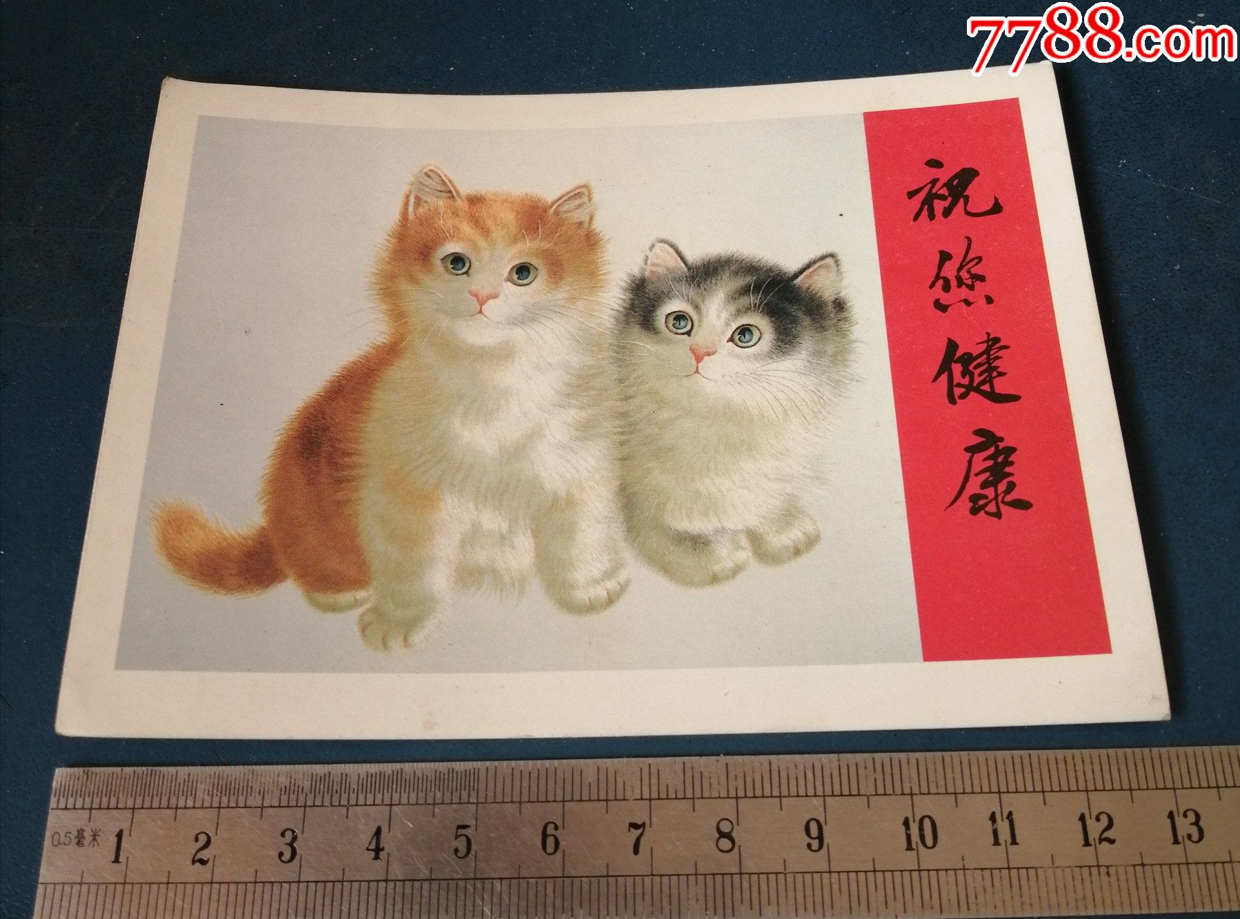 动物猫画片2猫