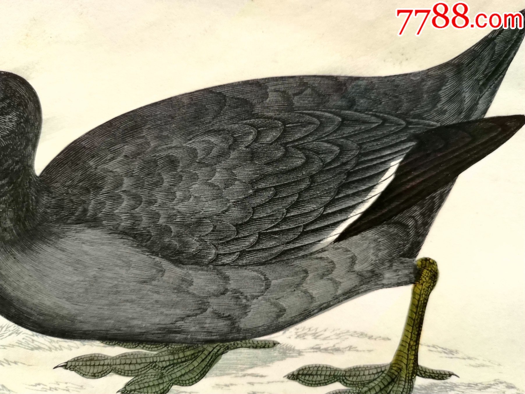 19世纪手工上色铜版画《英国鸟类史》插页《三趾鸻》等4张保真