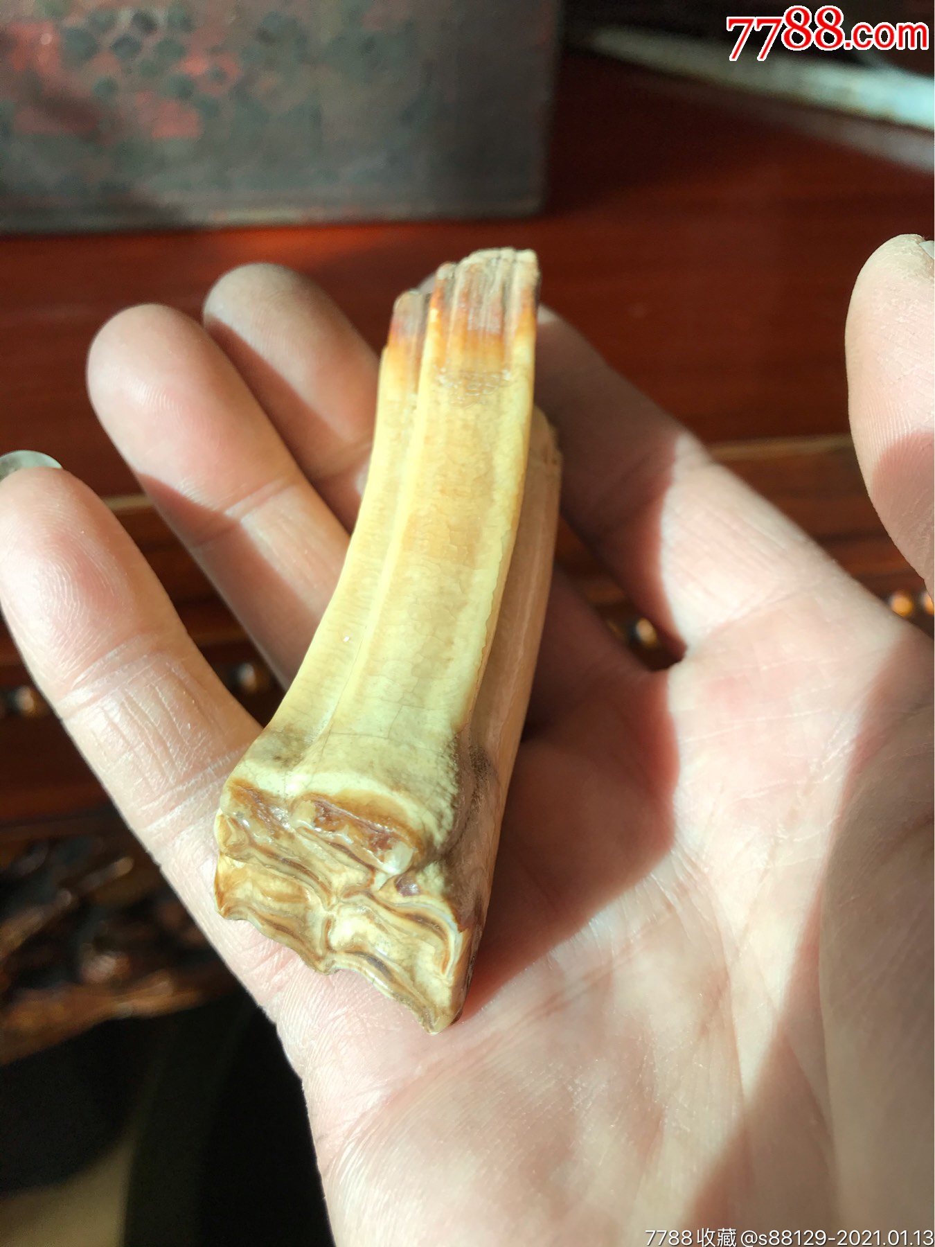 文玩龙牙
