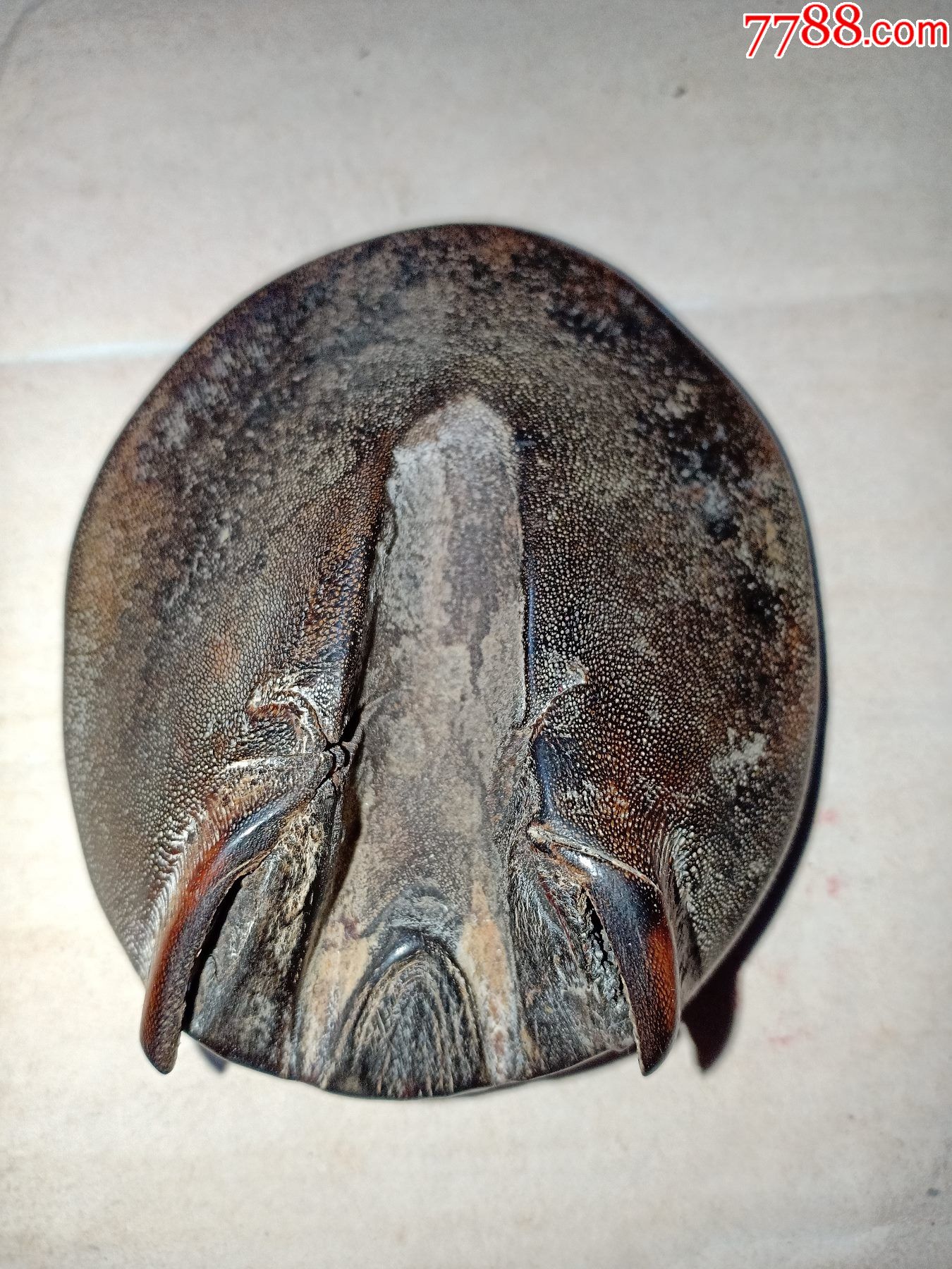 箱29-有些年份,驴蹄,蹄甲,可作中药,解毒消肿,7.5*6.5*2.5cm