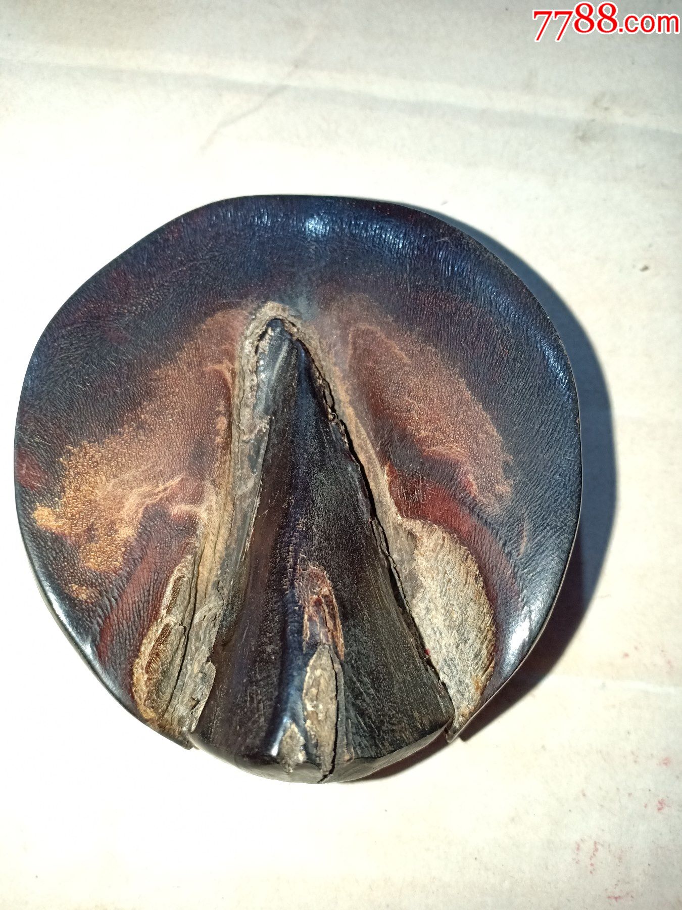 箱29-有些年份,驴蹄,蹄甲,可作中药,解毒消肿,7.5*6.5*2.5cm