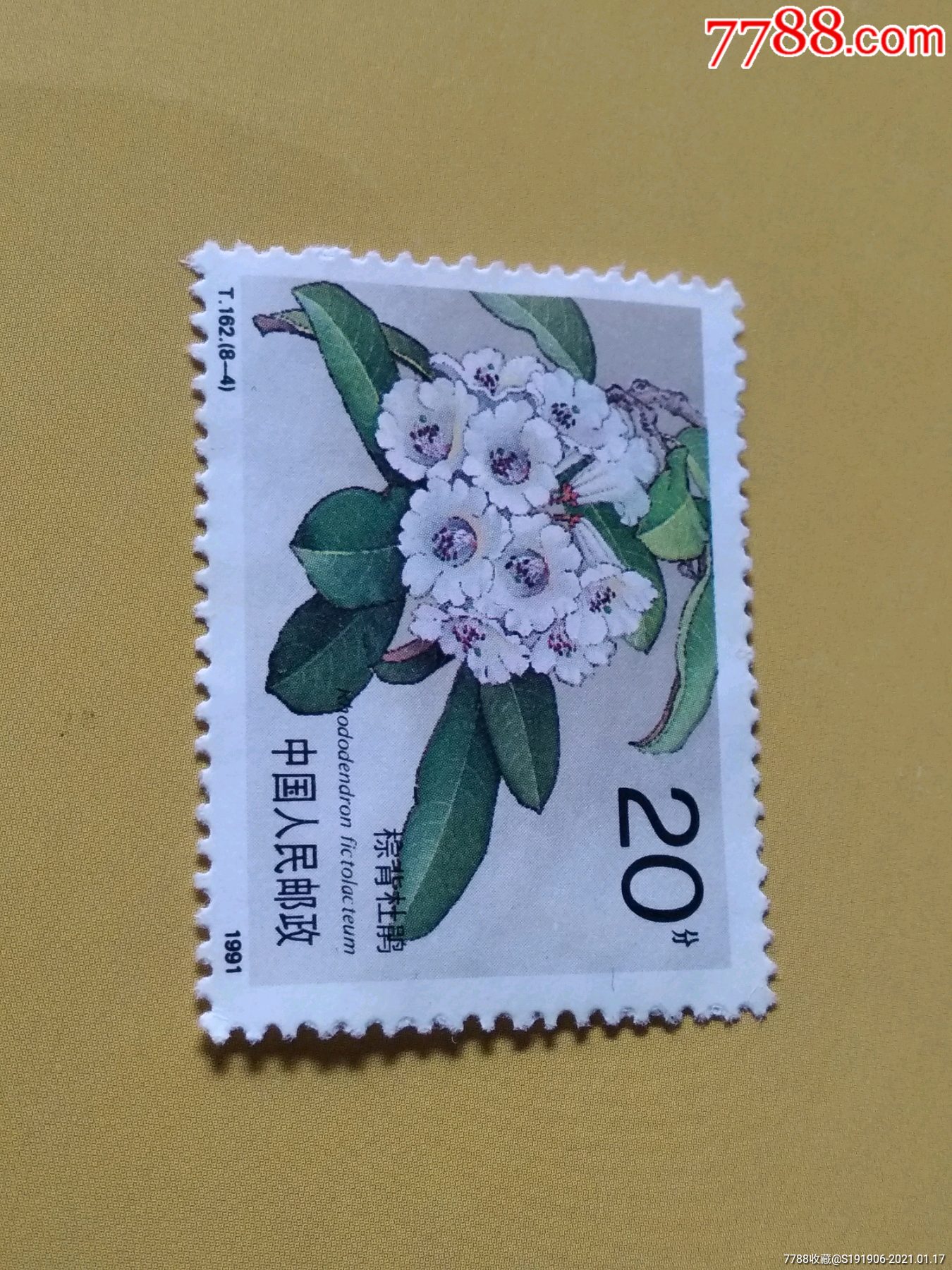 黄杯杜鹃邮票图片