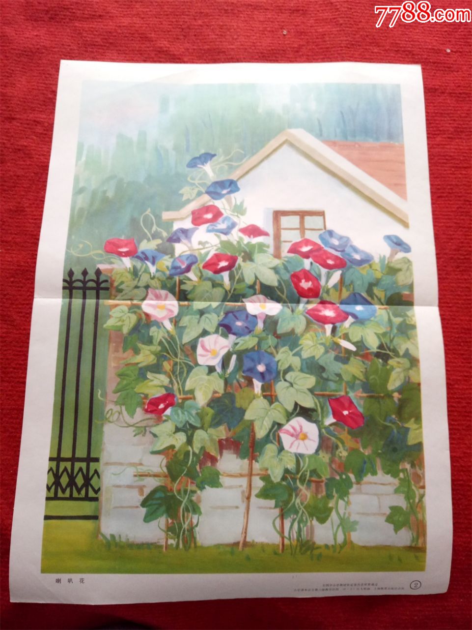 怀旧收藏九十年代教学挂图喇叭花匡飞娟绘画小学语文教学图片