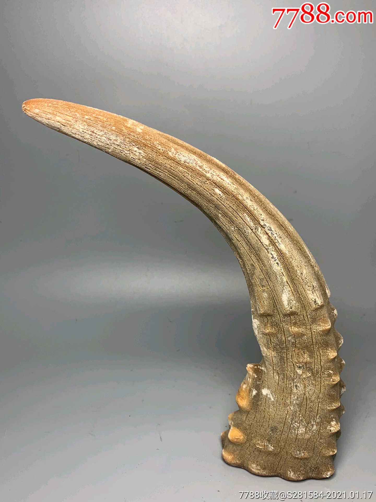 镇宅辟邪老牛角,不议价