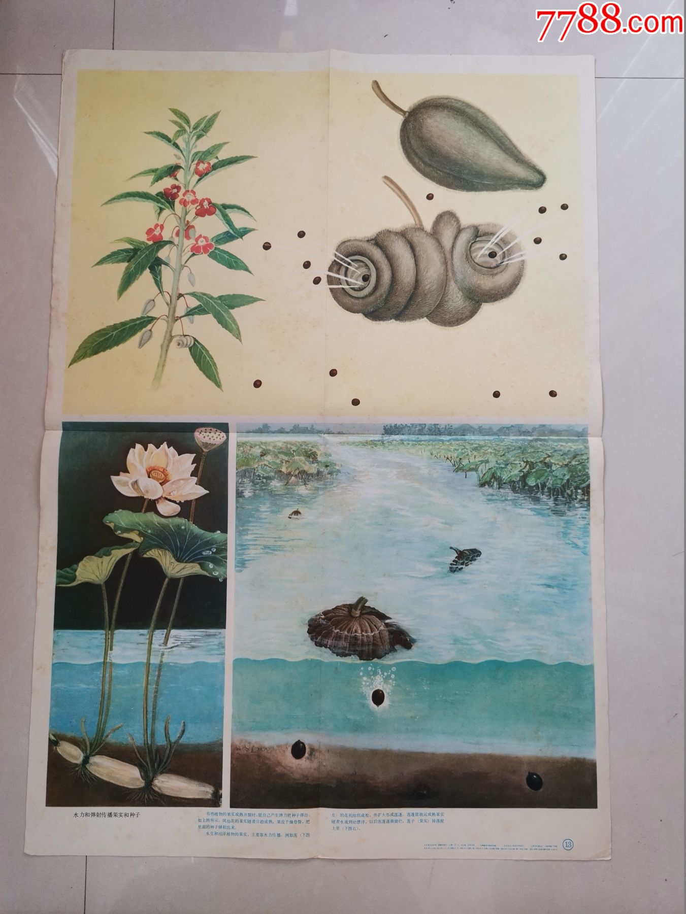 小学课本自然第一册教学挂图:水力和弹射传播果实和种子_教学挂图_任