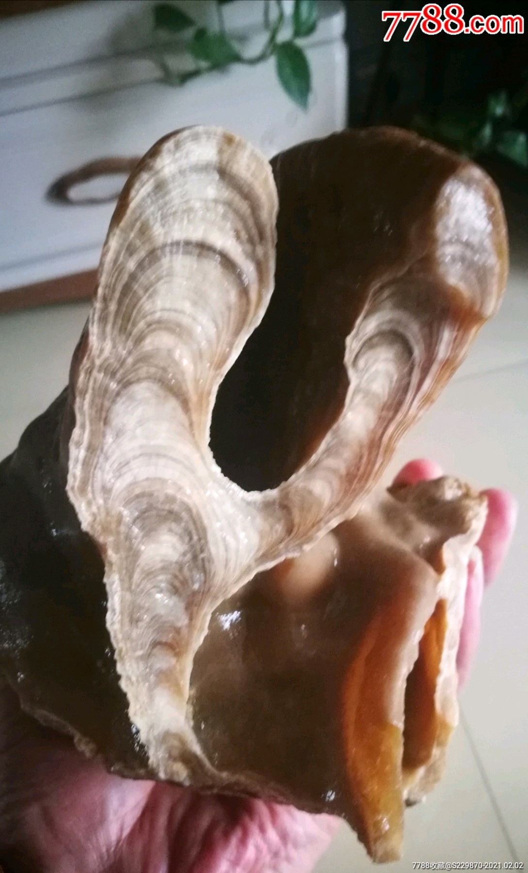 千年钟乳石原石一大块