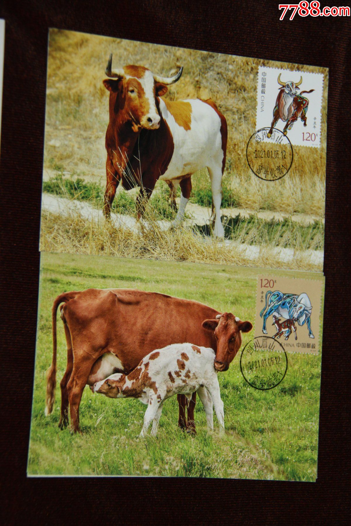 牛雕刻版极限明信片