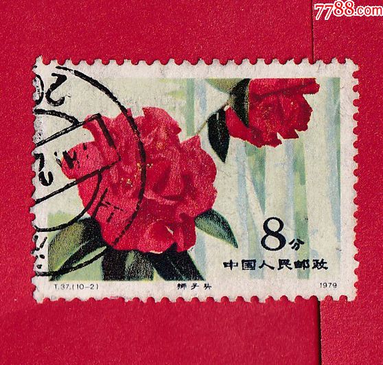 t37102云南山茶花8分邮票