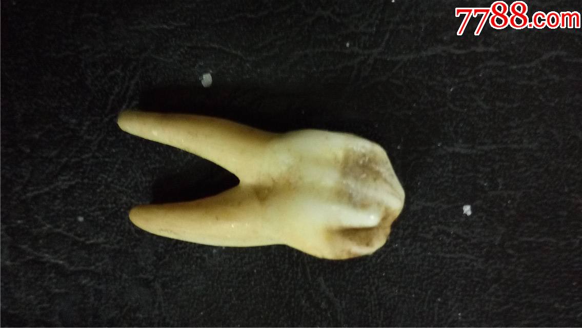 牛牙一块尺规:2.8cm长x1.2cm宽x0.8cm厚仅此一块以图为准.