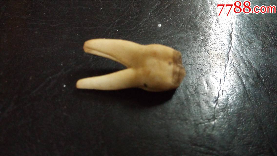 牛牙一块尺规:2.8cm长x1.2cm宽x0.8cm厚仅此一块以图为准.