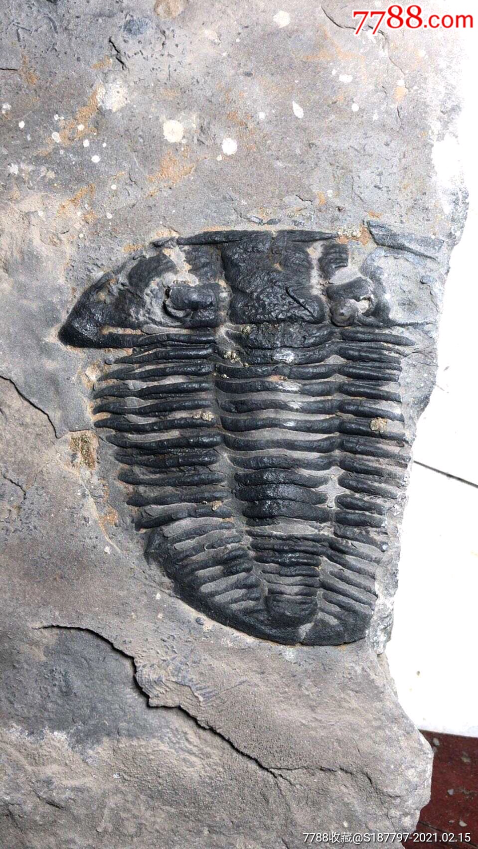 济南馒头山三叶虫化石图片