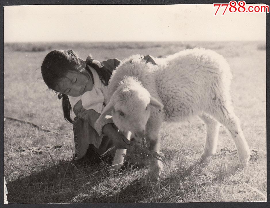 喂羊羔的小女孩