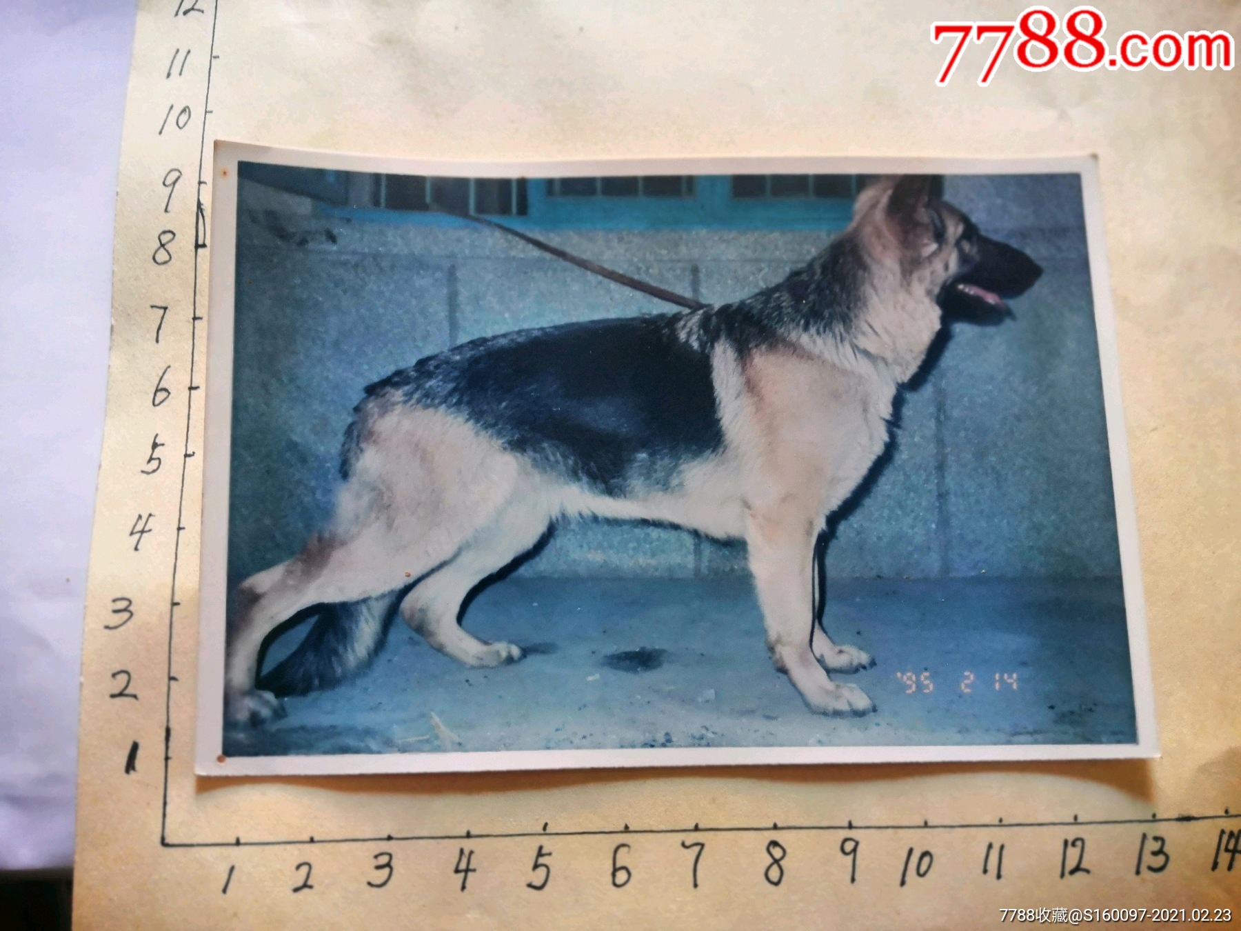 德牧～狼狗照片-价格:5元-se78516856-老照片-零售-7788收藏__收藏