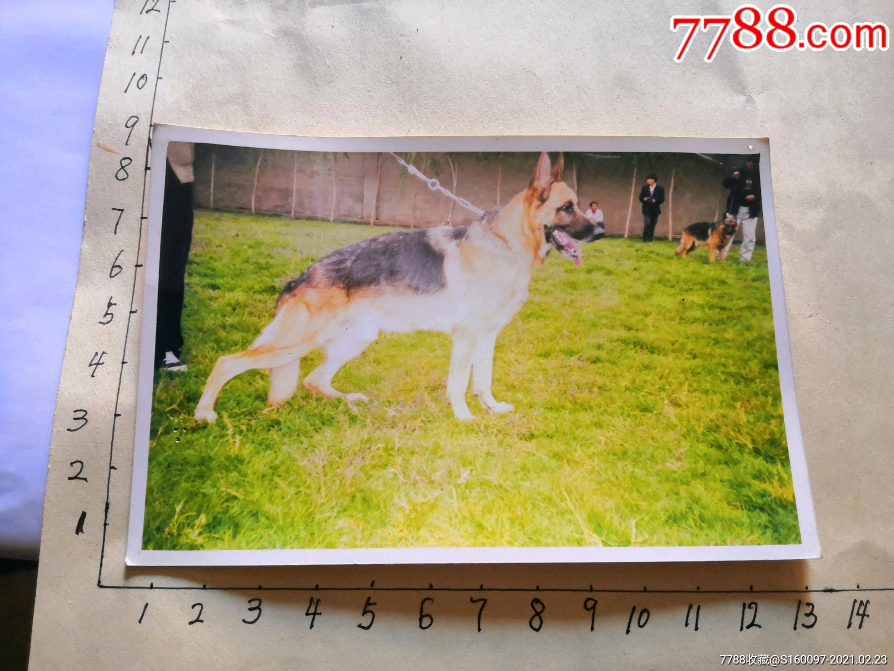 德牧～狼狗照片-价格:5元-se78516878-老照片-零售-7788收藏__收藏