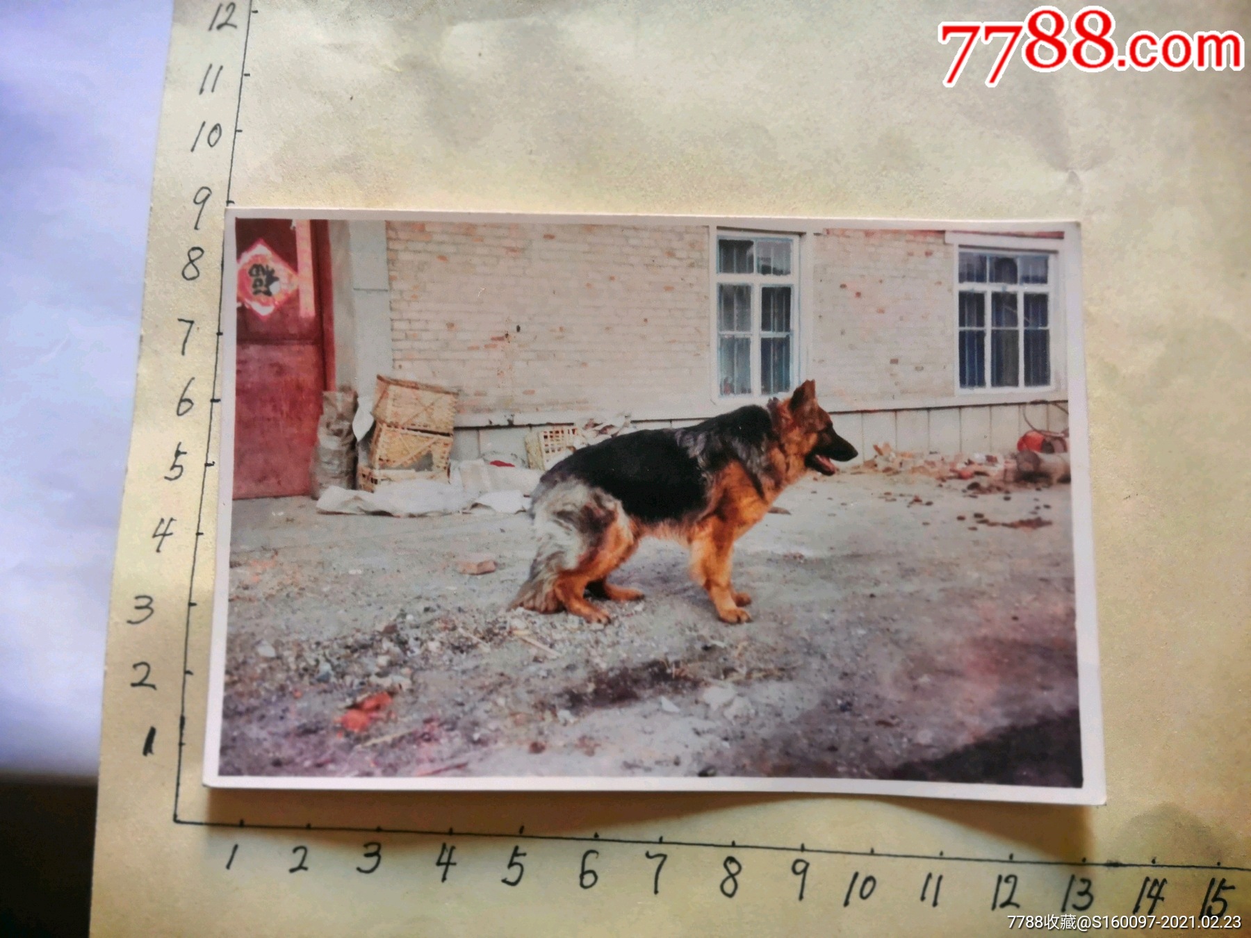 德牧～狼狗照片-价格:5元-se78517004-老照片-零售-7788收藏__收藏