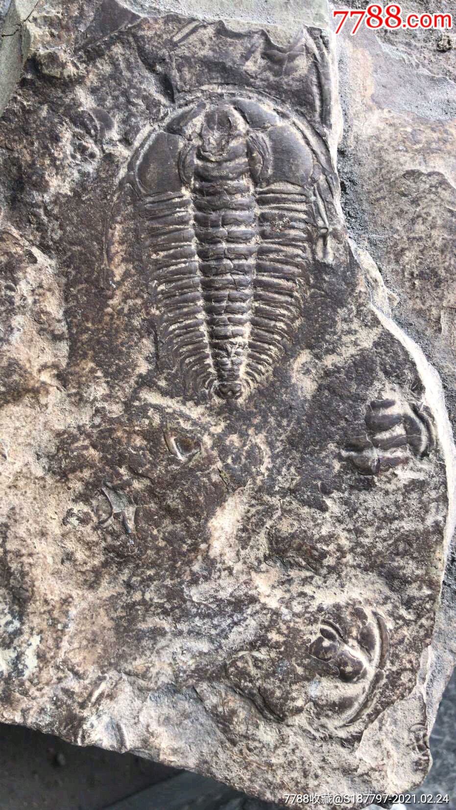 武当山金顶三叶虫化石图片