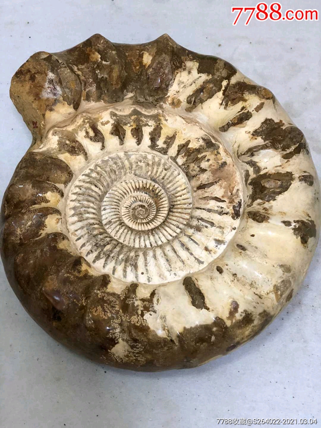 原始巴甫洛夫菊石螺化石