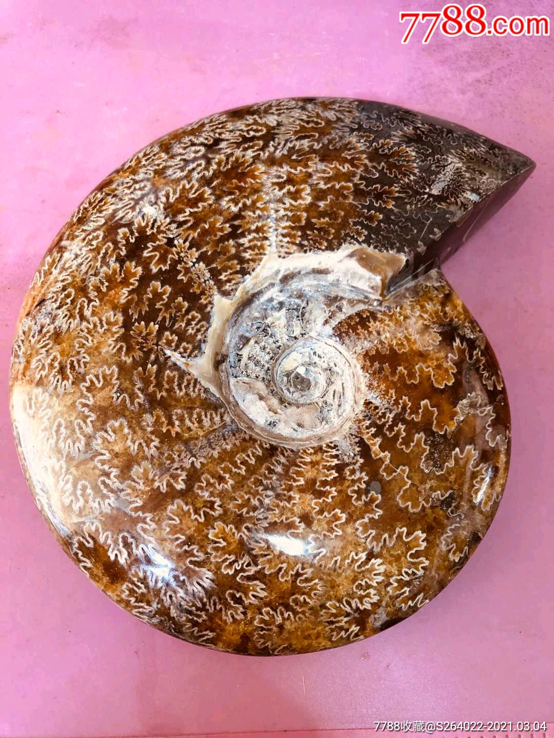 原始巴甫洛夫菊石螺化石