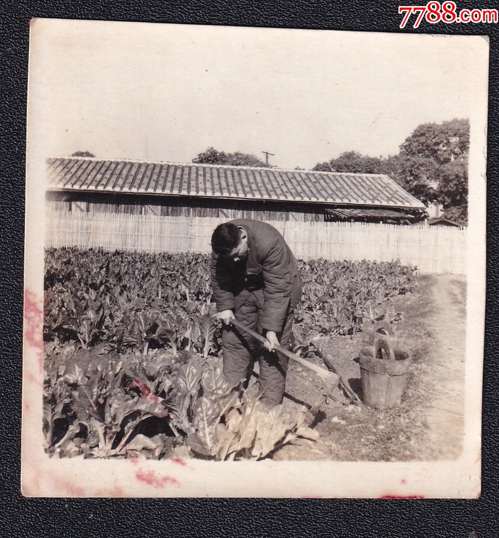 60年代军人种菜老照片1张尺寸约5859厘米