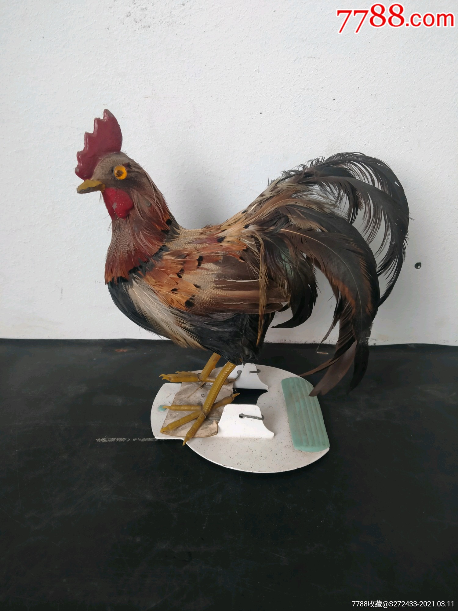 公鸡标本摆件,做工细腻,惟妙惟肖,传神佳作,尺寸如图,值得收藏.
