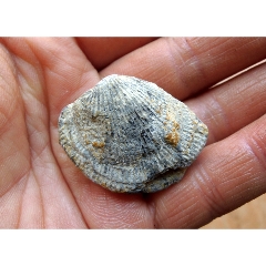 万年河蚌化石图片图片
