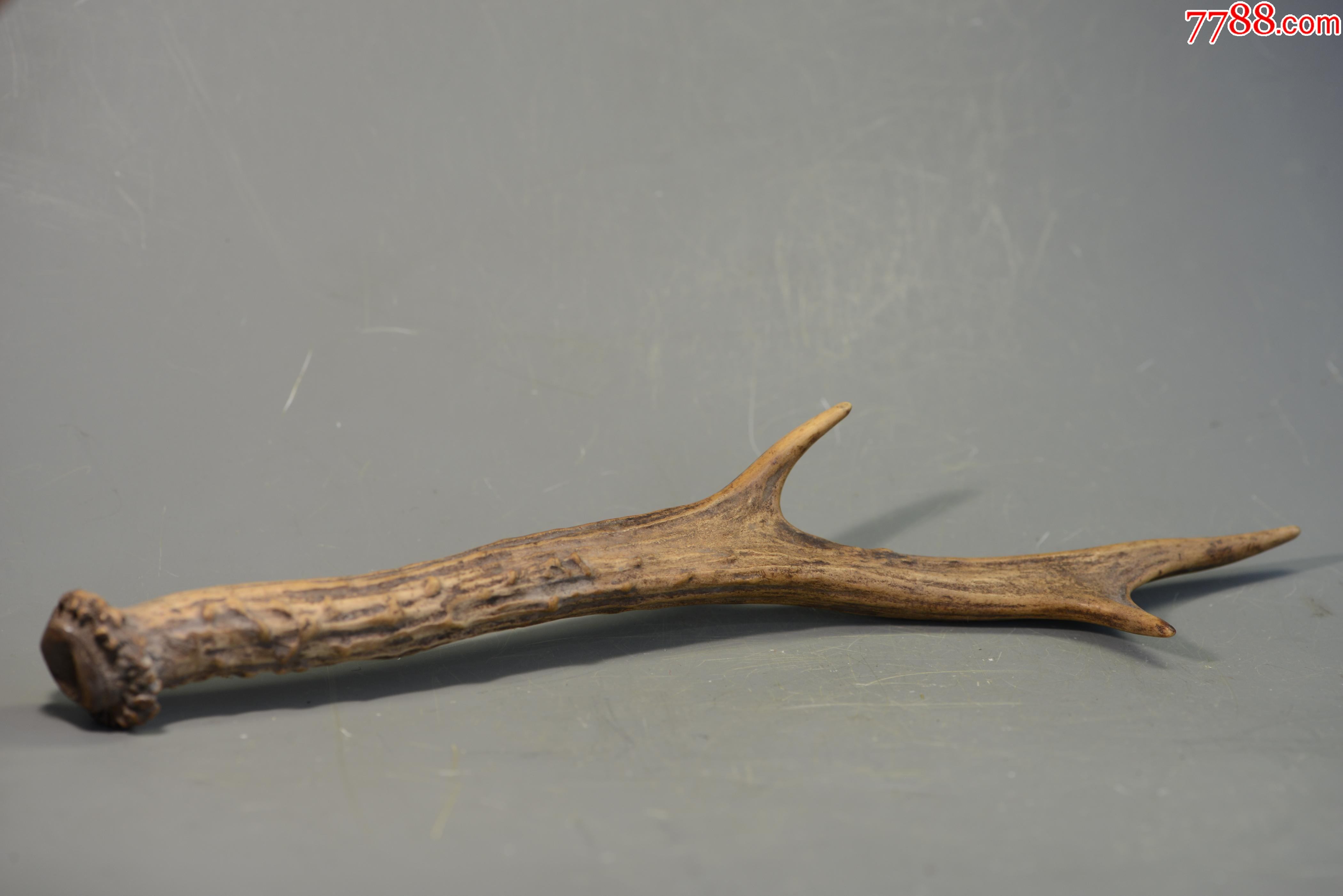 鹿角化石6