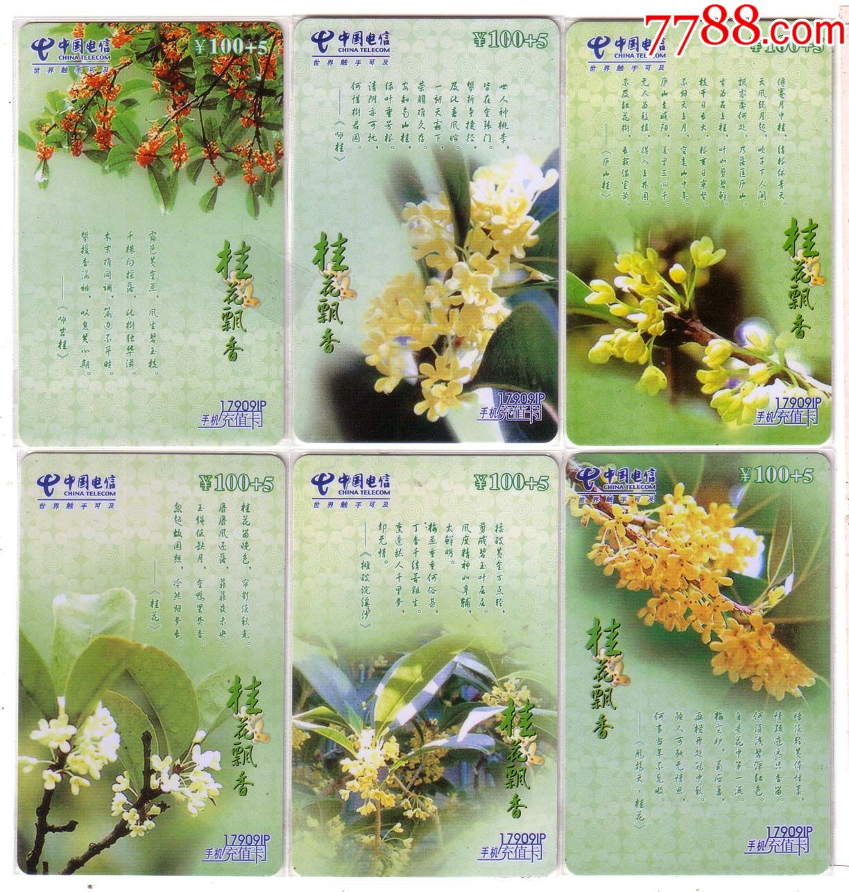桂花植物卡片介绍图片