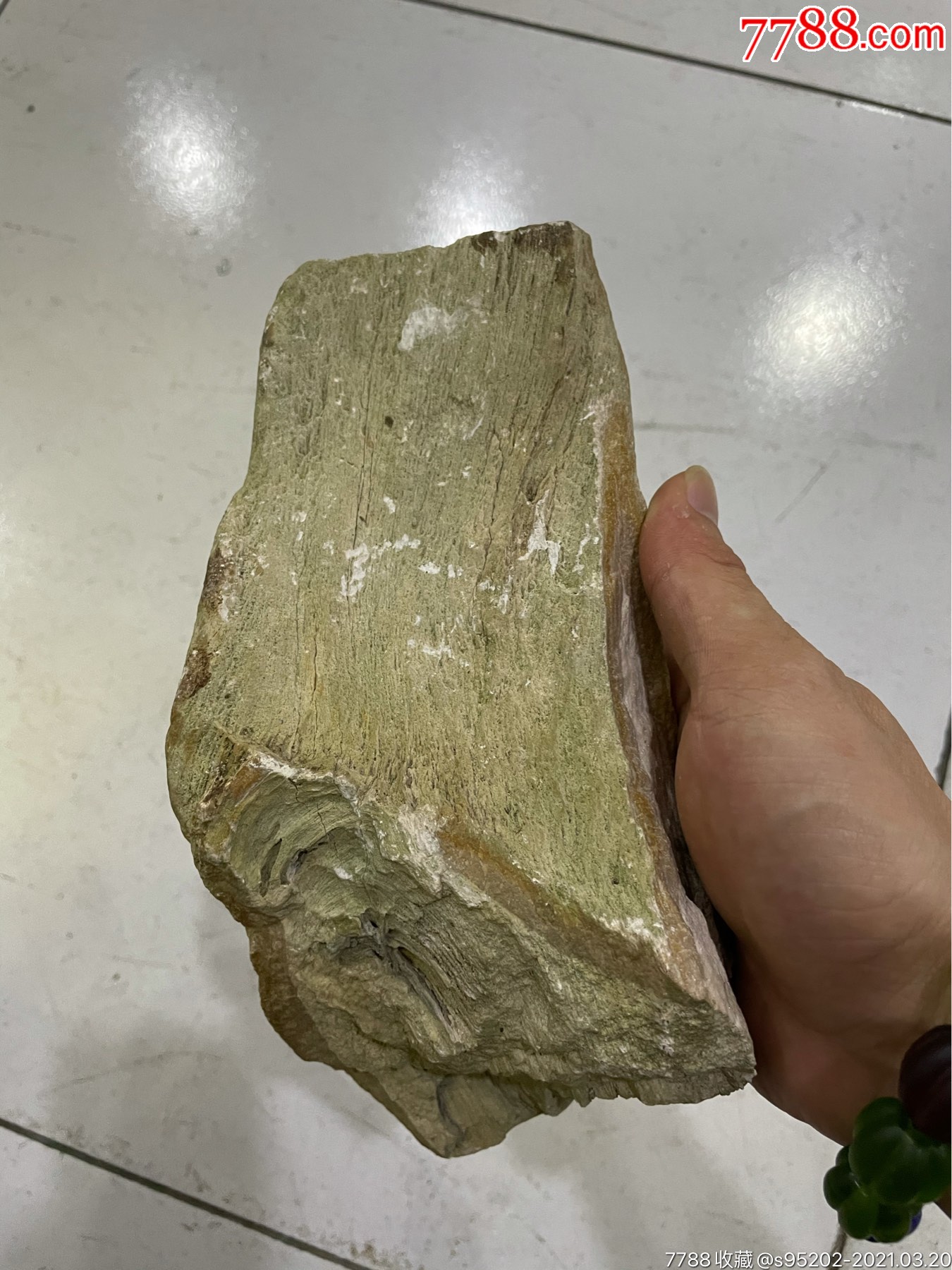 海南临高木化石