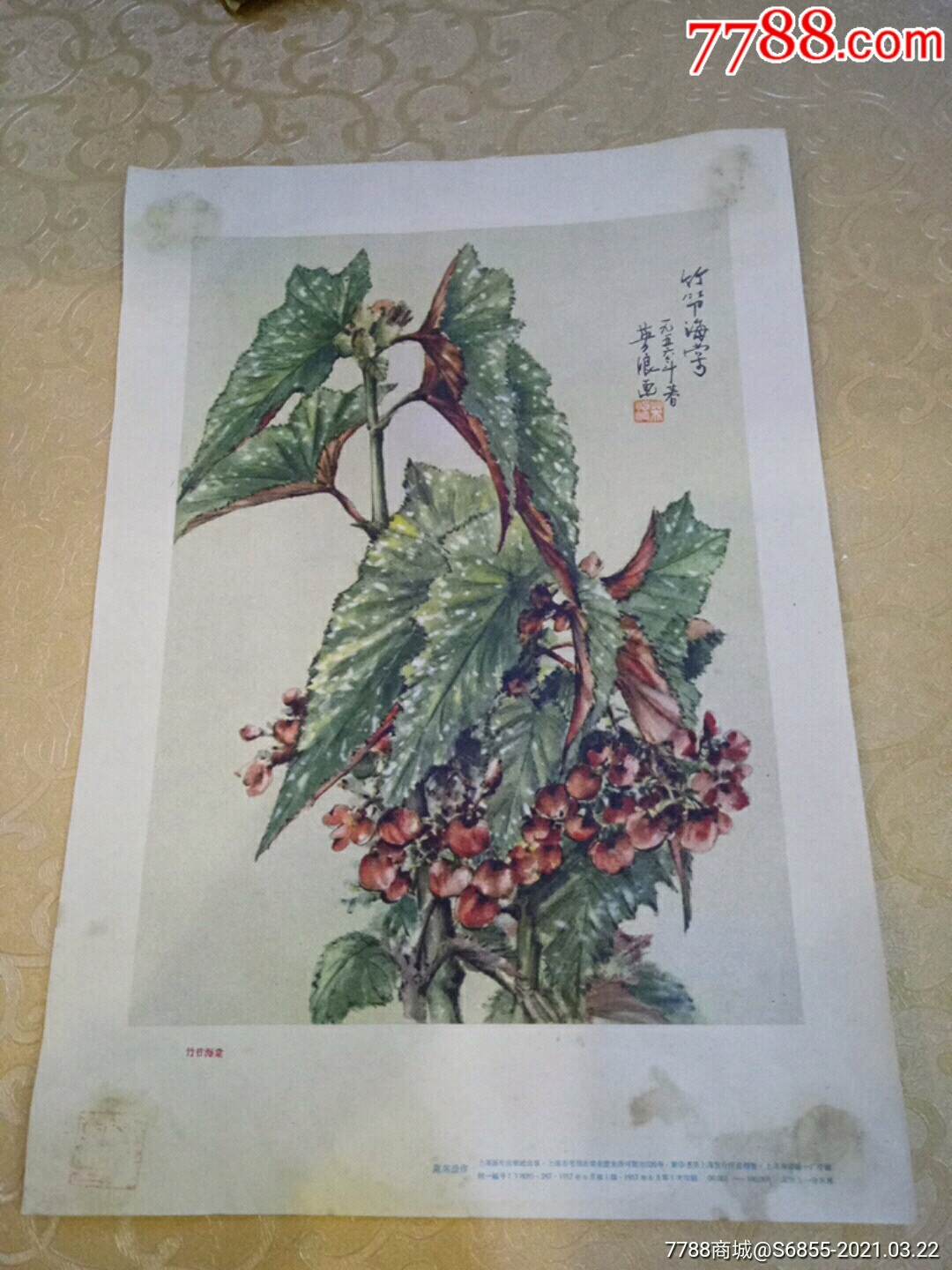 竹节海棠戴英浪