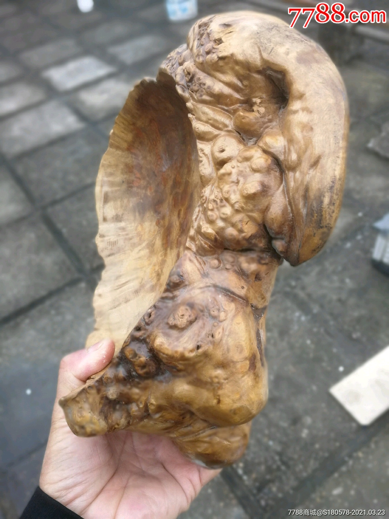 最长316厘米的樱木树瘤子果盘一个