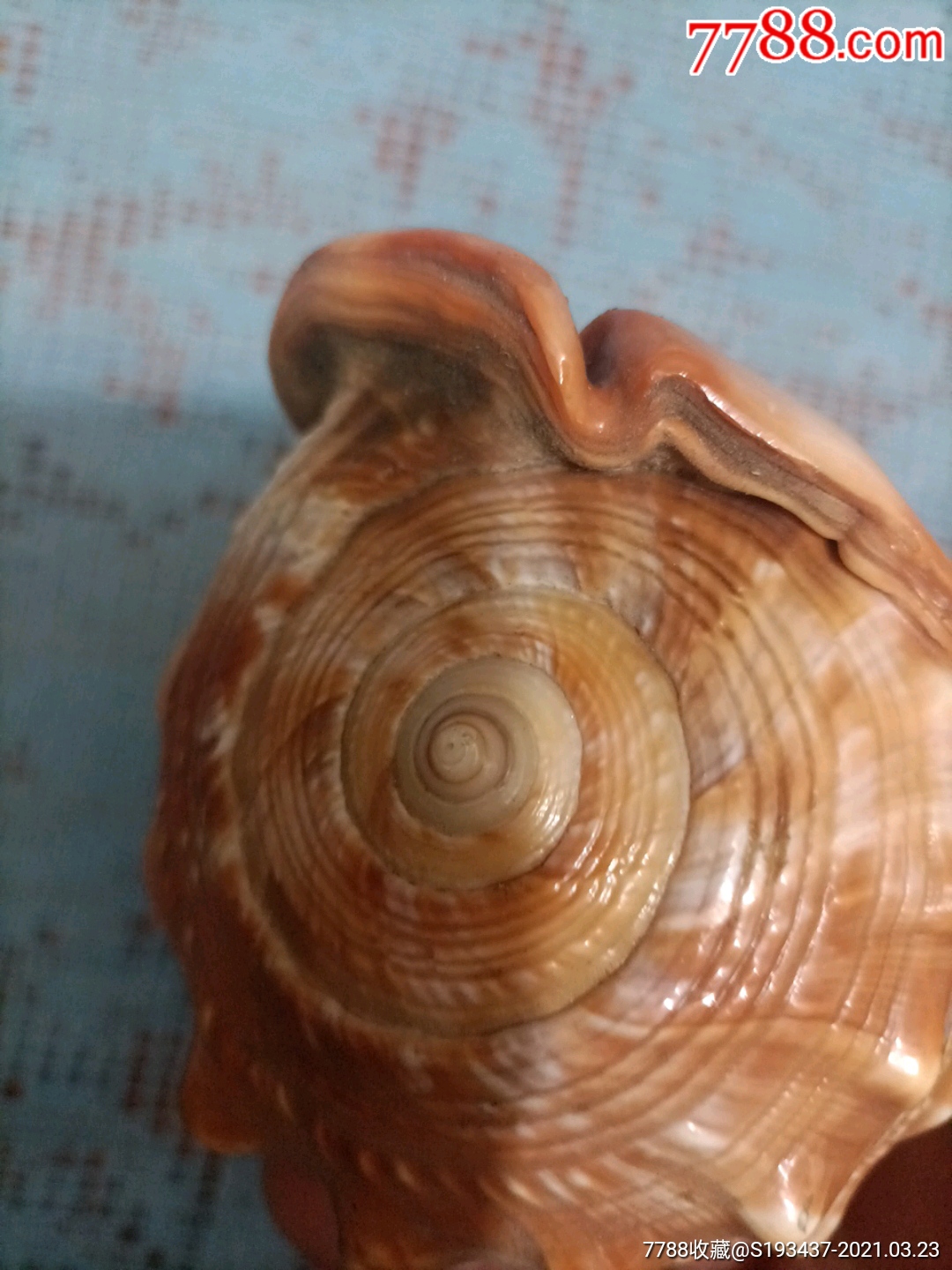 两个品相包浆很好的天然海螺摆件出售