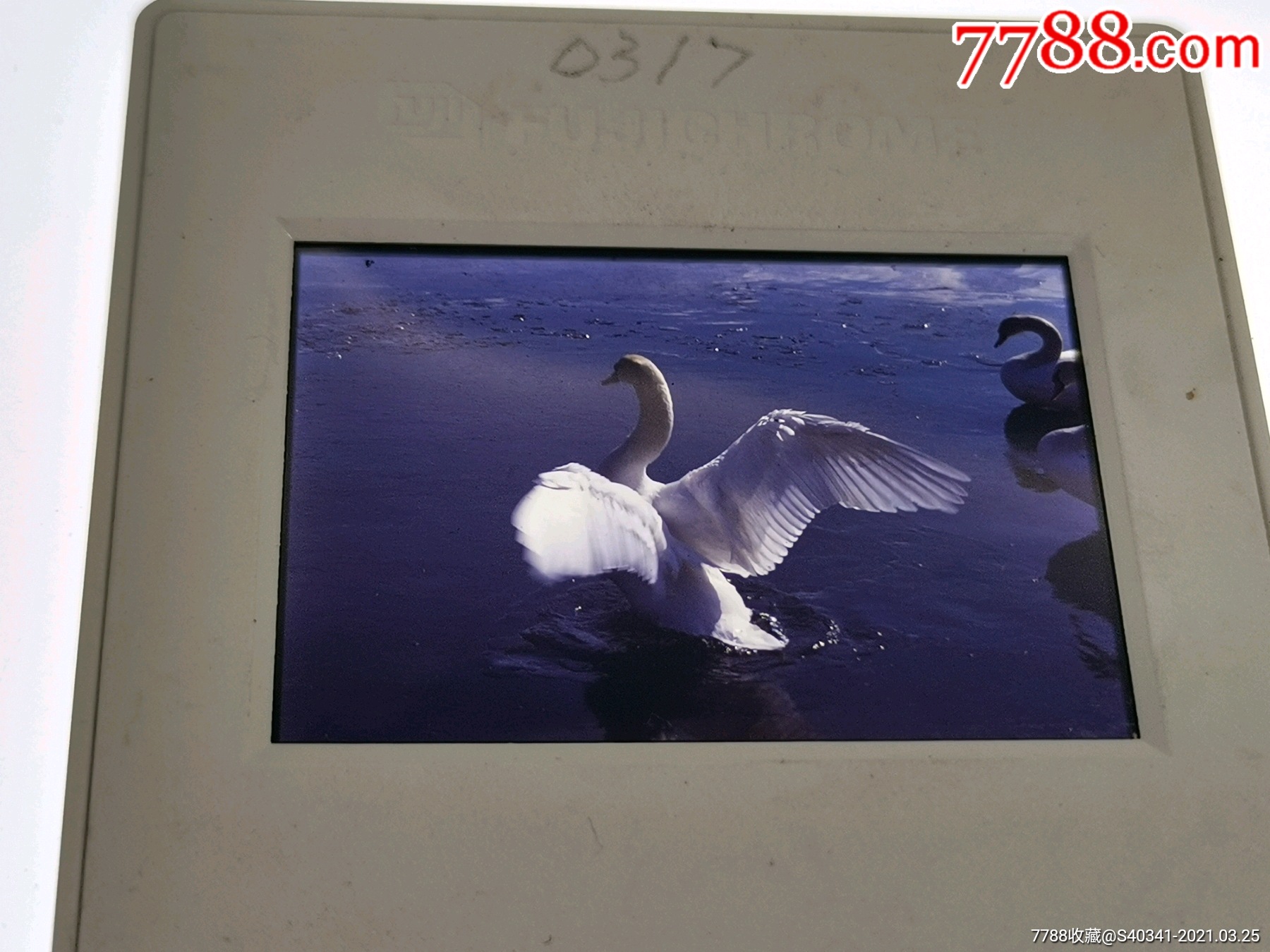 22～早期动物风光反转片8-价格:20元-se79123449-老照片-零售-7788