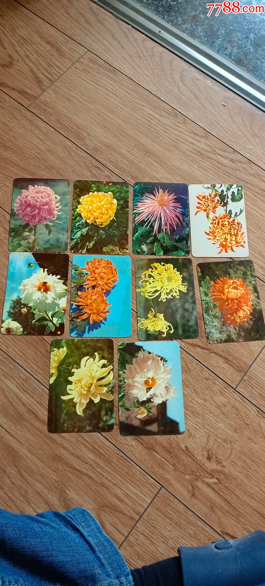 植物卡片制作菊花图片