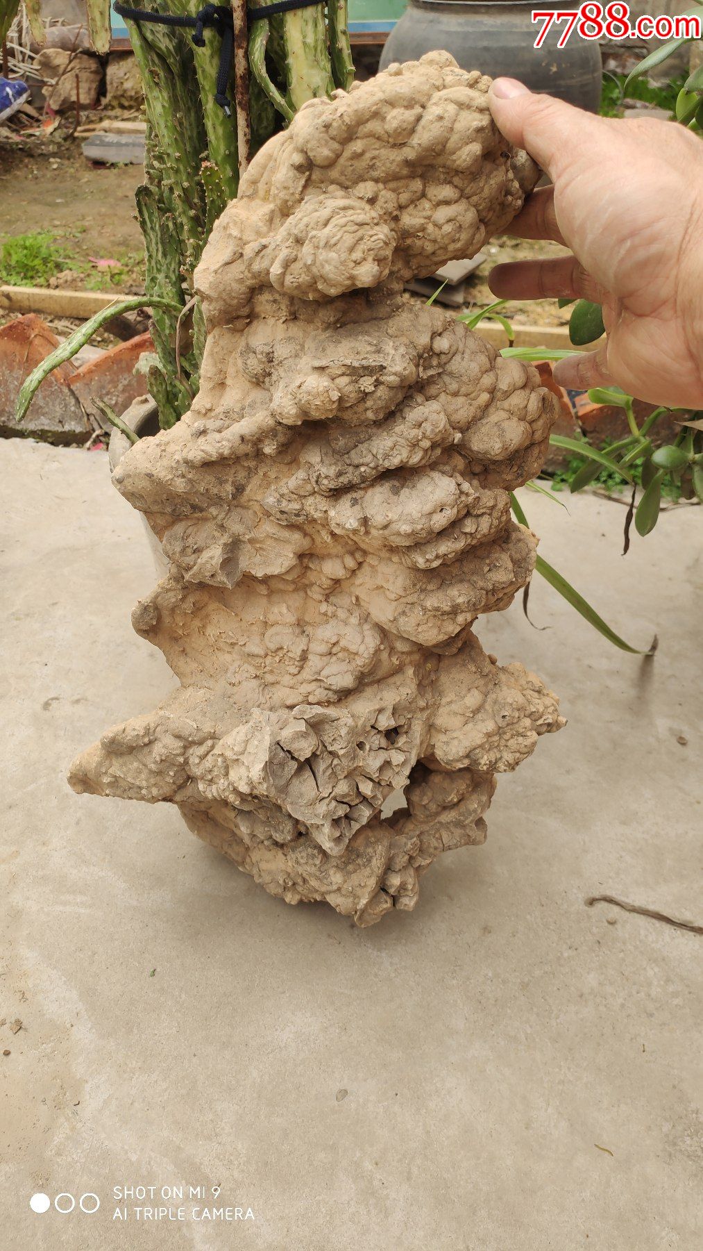 奇石;原生观赏石天然石头造型石一块"瑞兽"高42厘米