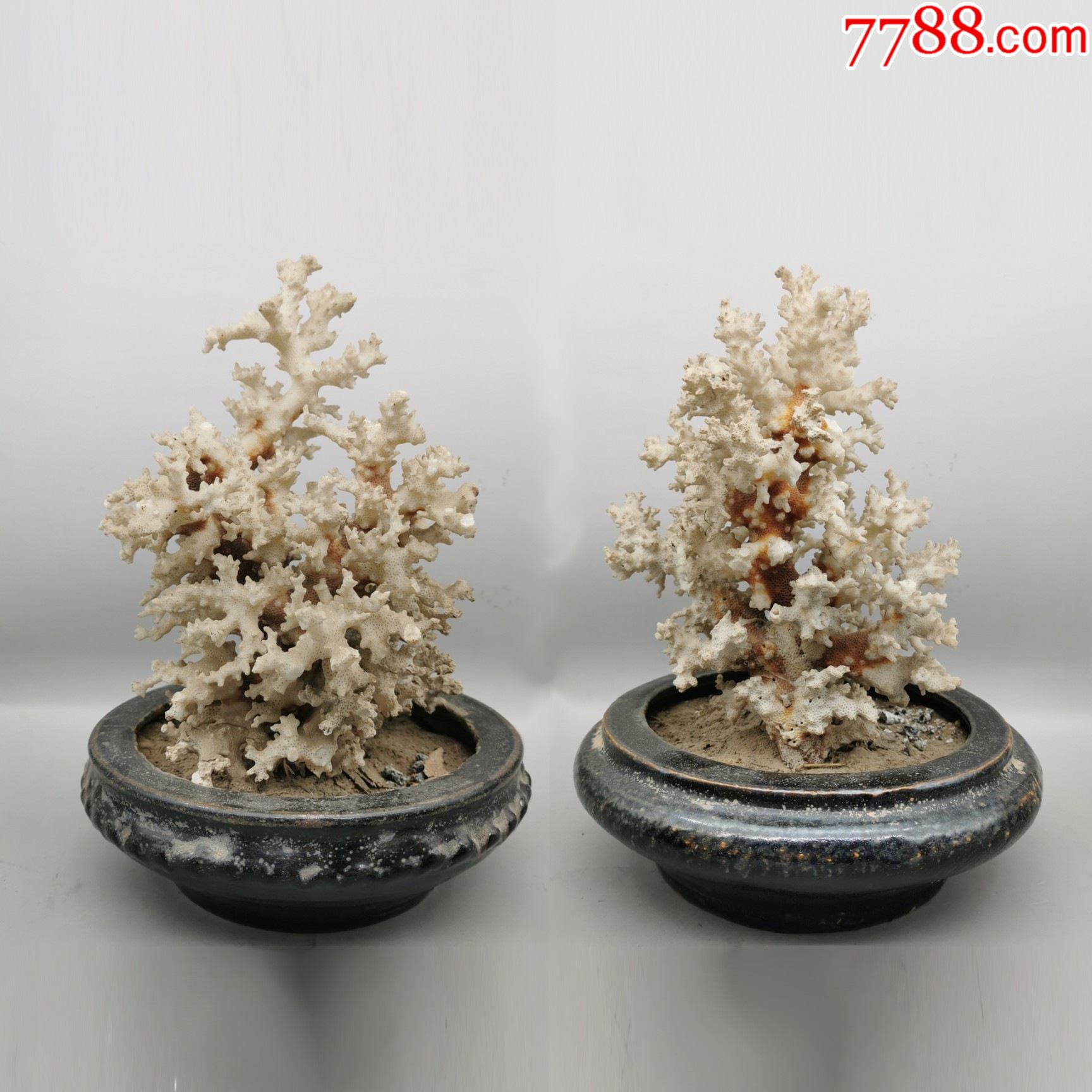 冬珊瑚老桩盆景图片图片