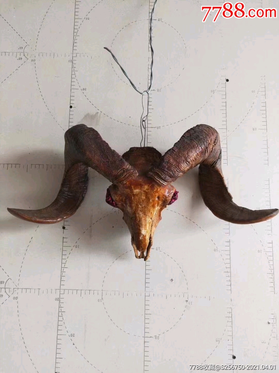 乡下刚得,羊角(养家辟邪)镇宅摆件,保存完整,品相一流,尺寸如图,包老