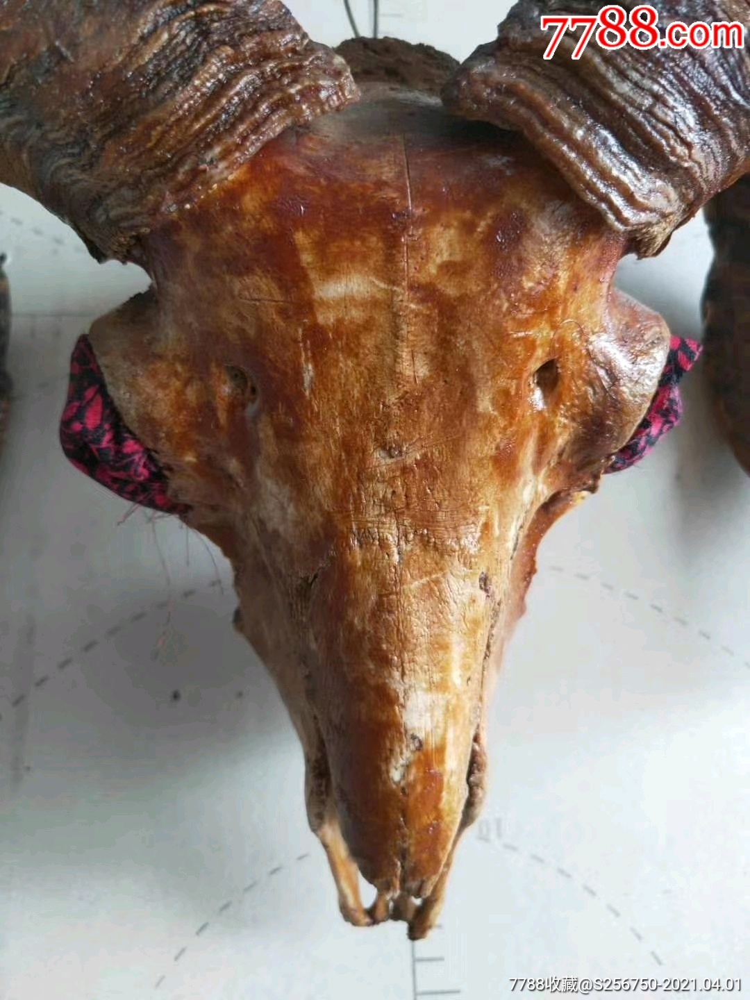 乡下刚得,羊角(养家辟邪)镇宅摆件,保存完整,品相一流,尺寸如图,包老