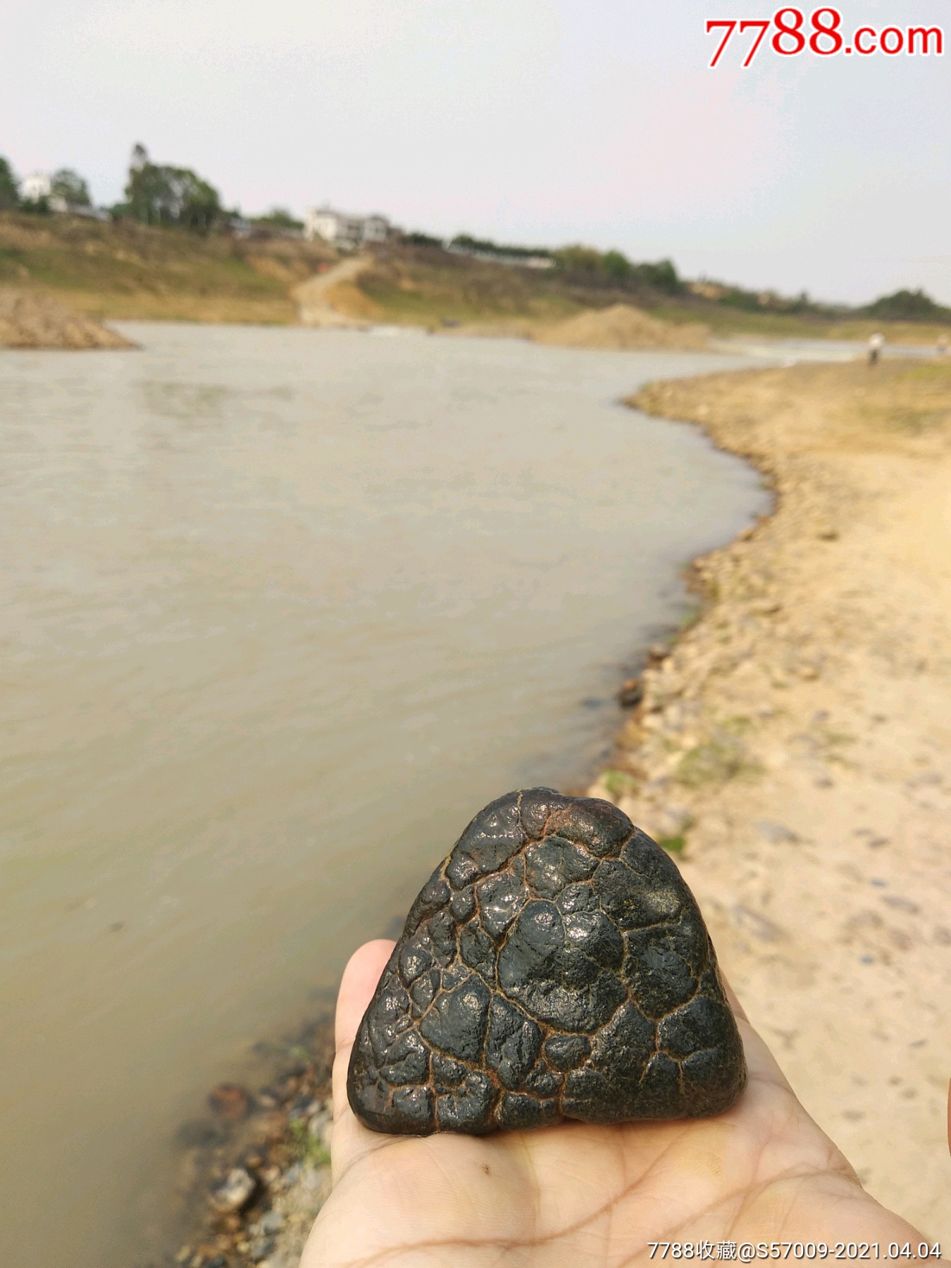 非常罕见的龟纹石头
