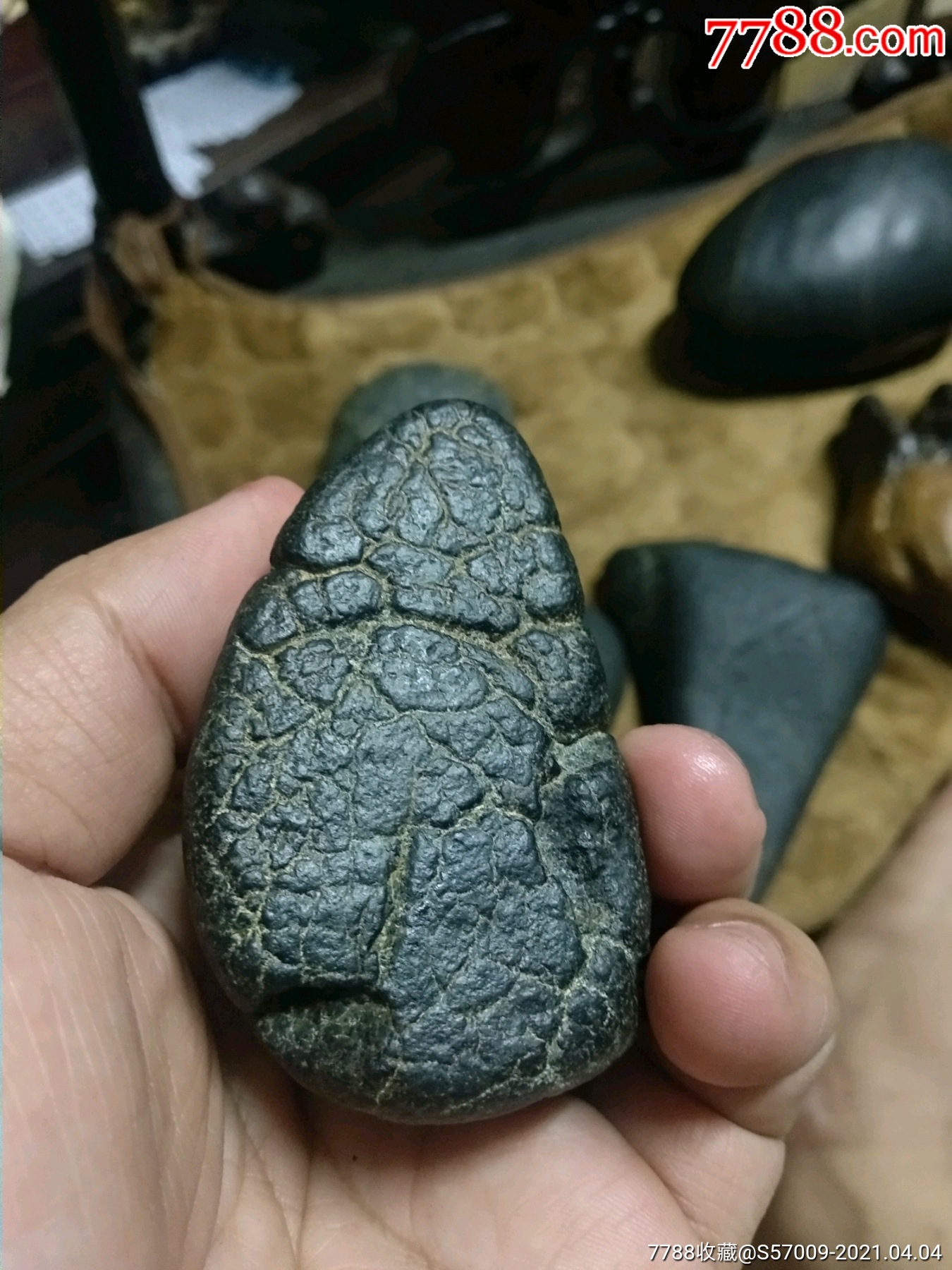 非常罕见的龟纹石头