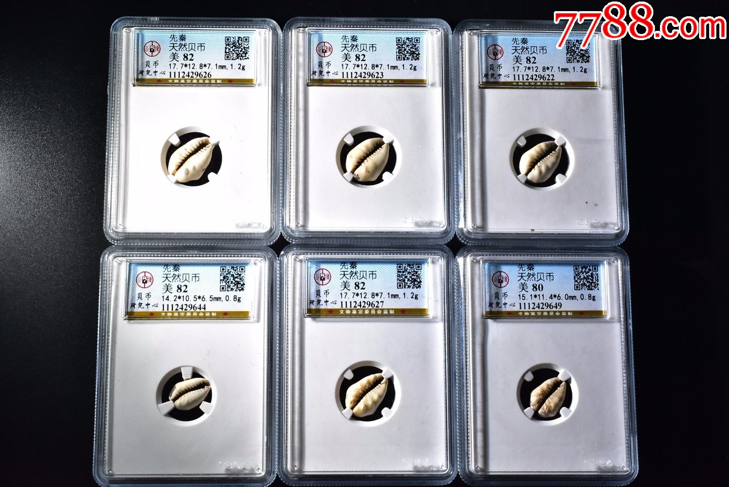 先秦天然贝币公博评级币82分