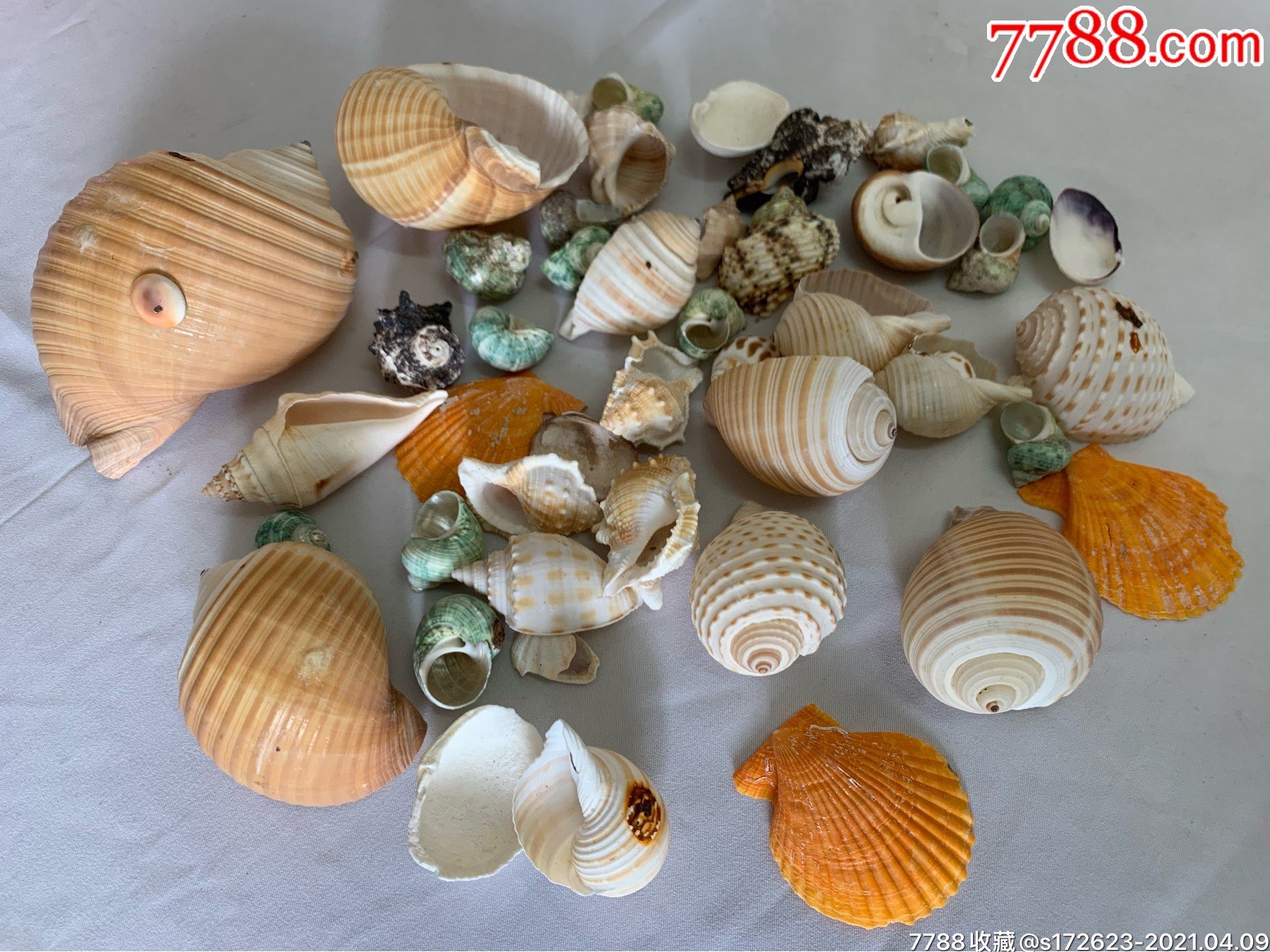 贝壳一堆,个头大,漂亮,鱼缸水族箱最佳装饰物.