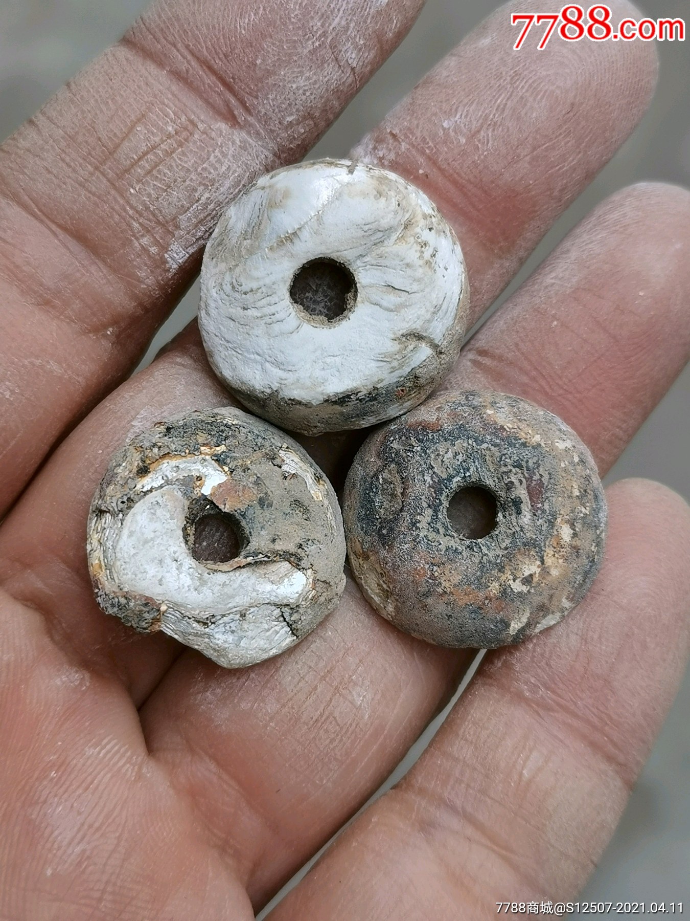 蚌贝3枚_风义堂【7788青花瓷收藏】