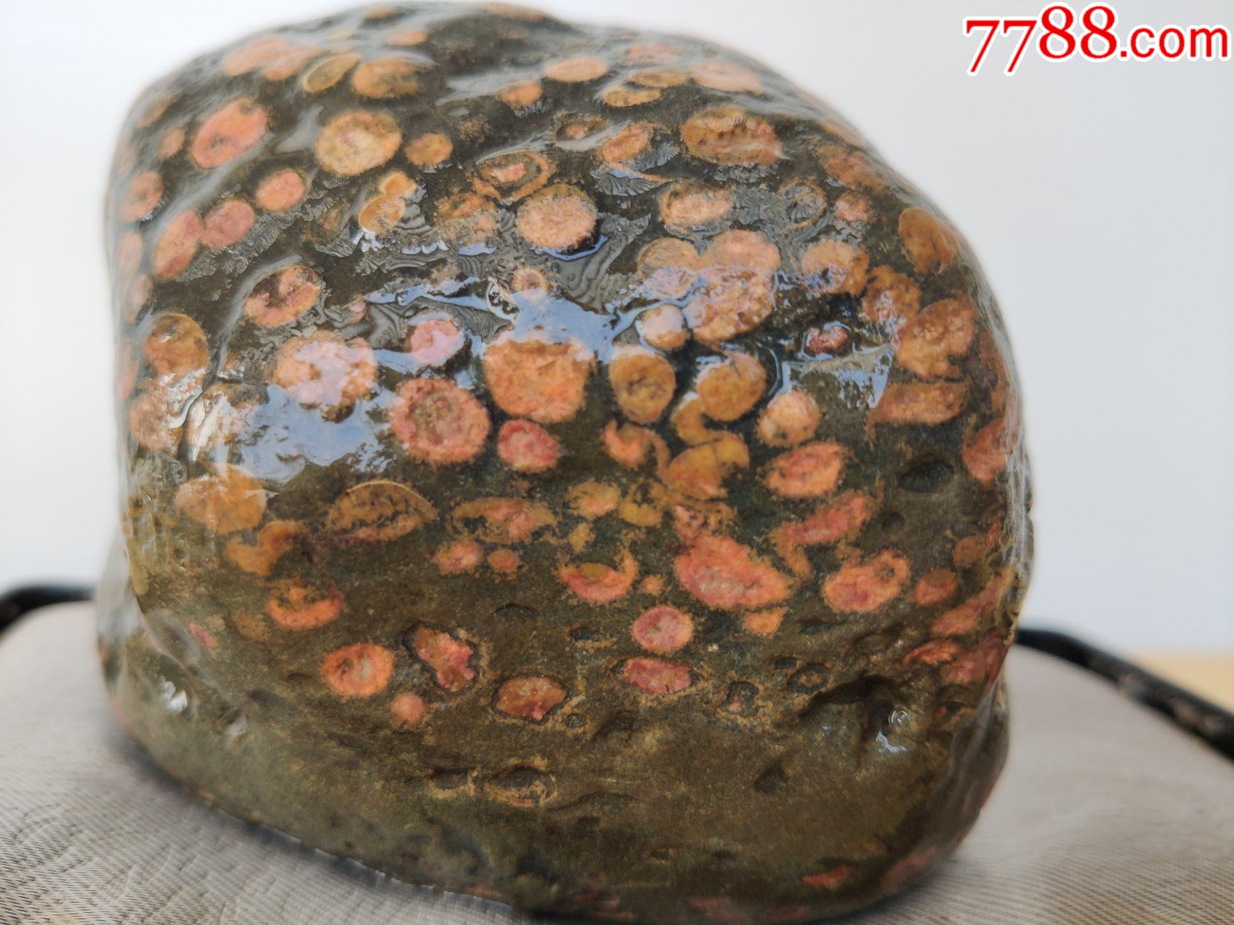 新进洛阳梅花石原石1695红梅秀色彩艳石型好包浆好