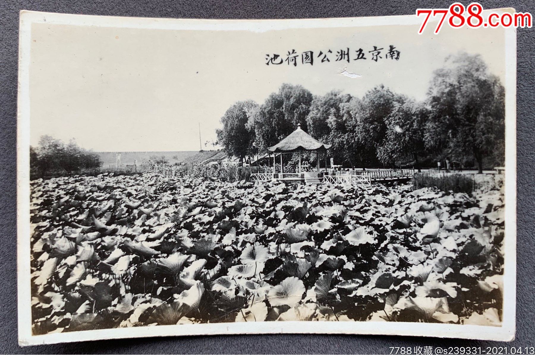 【南京旧影】民国时期南京玄武湖五洲公园莲池风景泛银老照片一枚