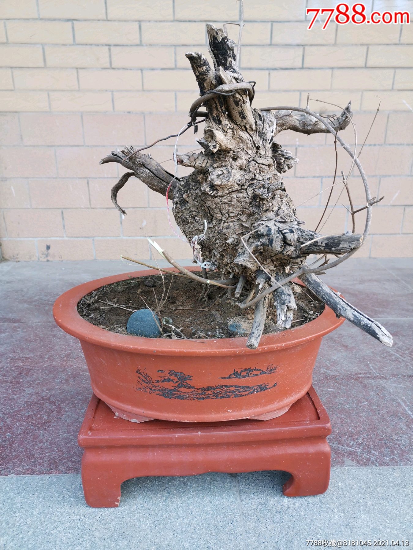 带盆及座的荆颗摆件一盆