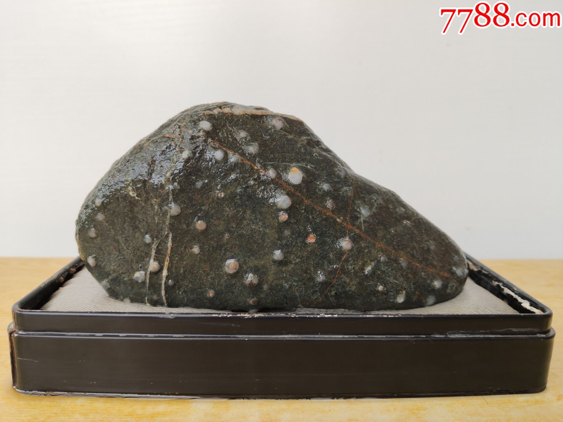 新进洛阳梅花石原石1716白梅生花花瓣是立体突出的石型也好