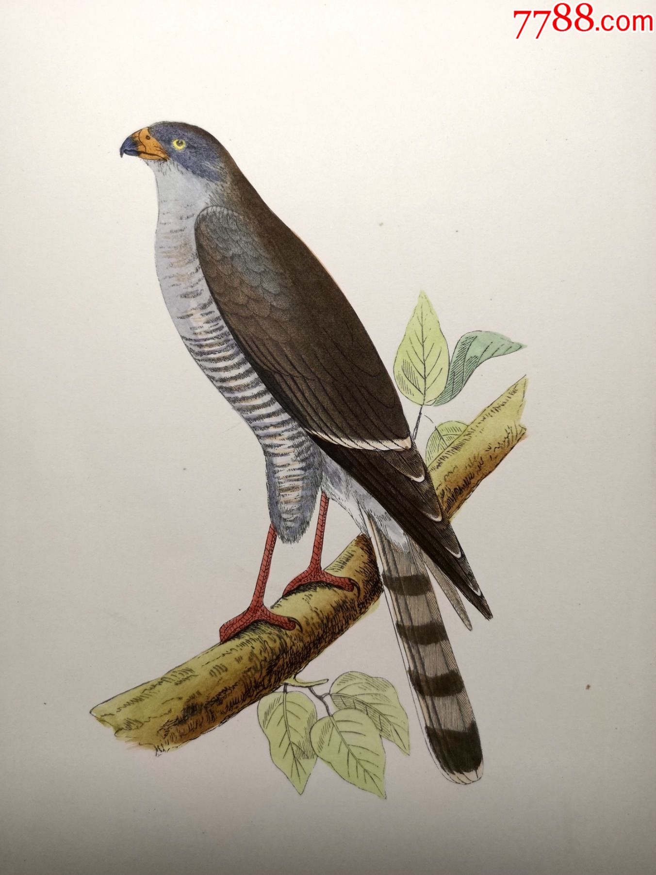 包老包真19世纪手工上色木刻版画英国鸟类图谱东方红嘴隼